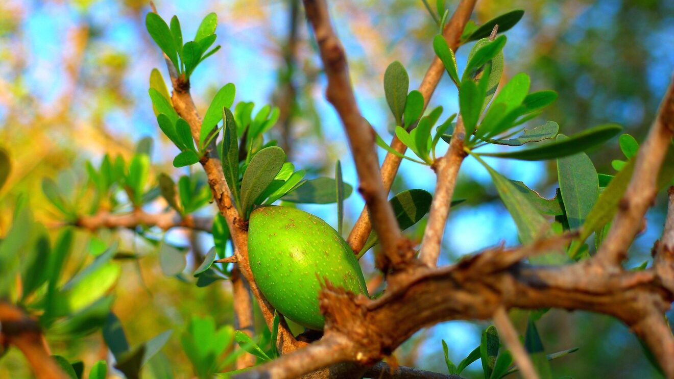 benefici e proprietà argan