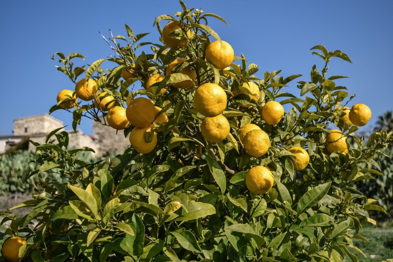 arancio amaro benefici