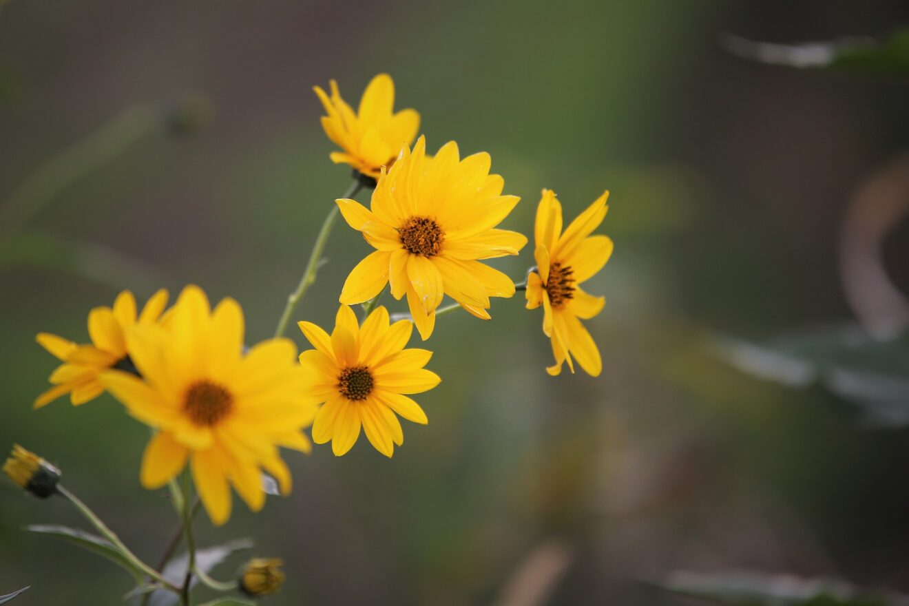 arnica dolori muscolari