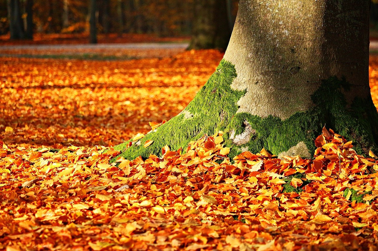 foglie cadute albero autunno