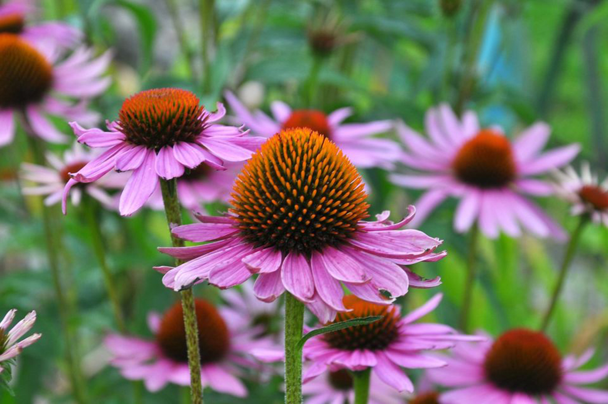 echinacea benefici