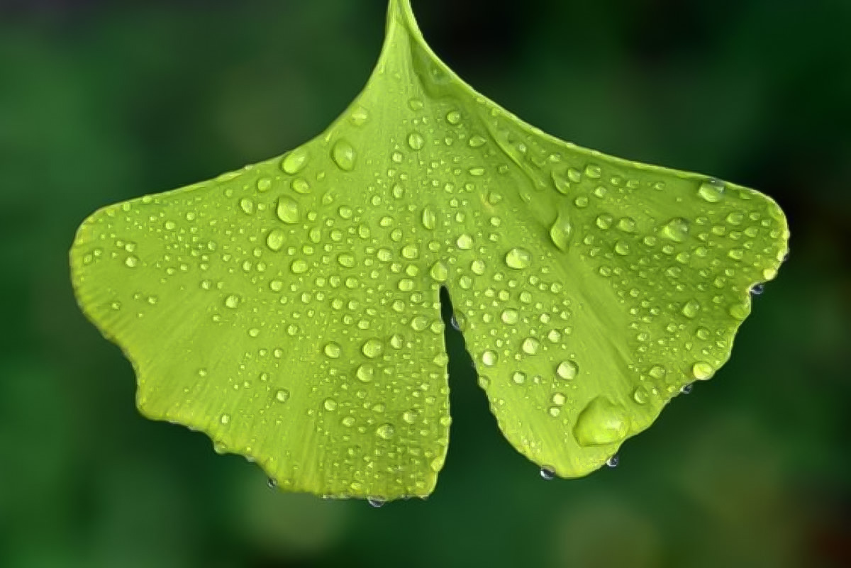 Proprietà Ginkgo Biloba