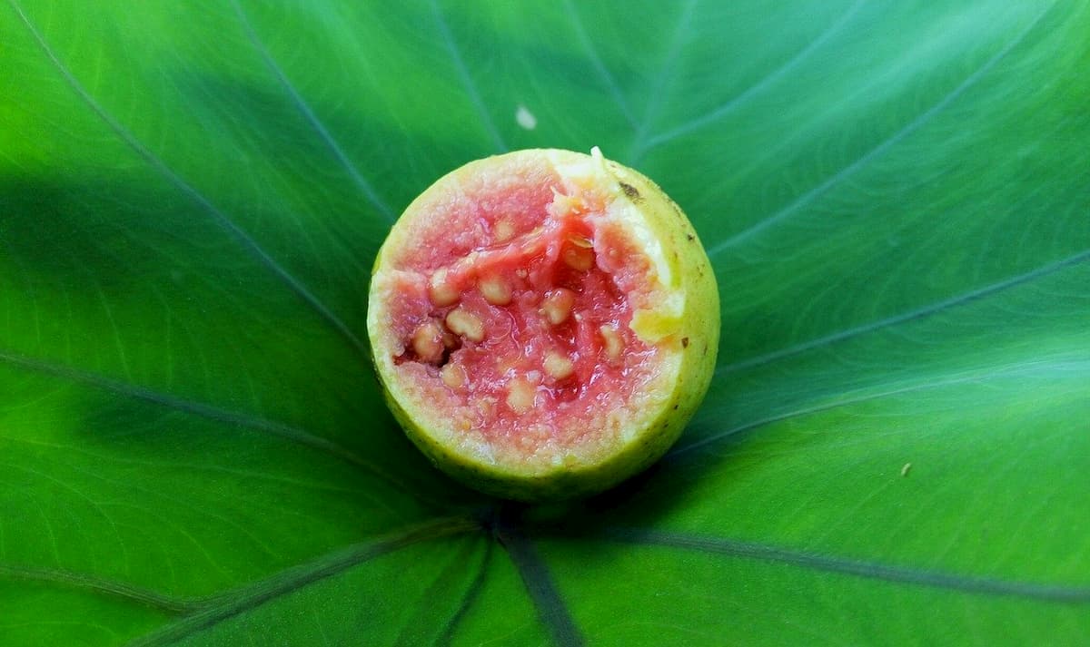 guava