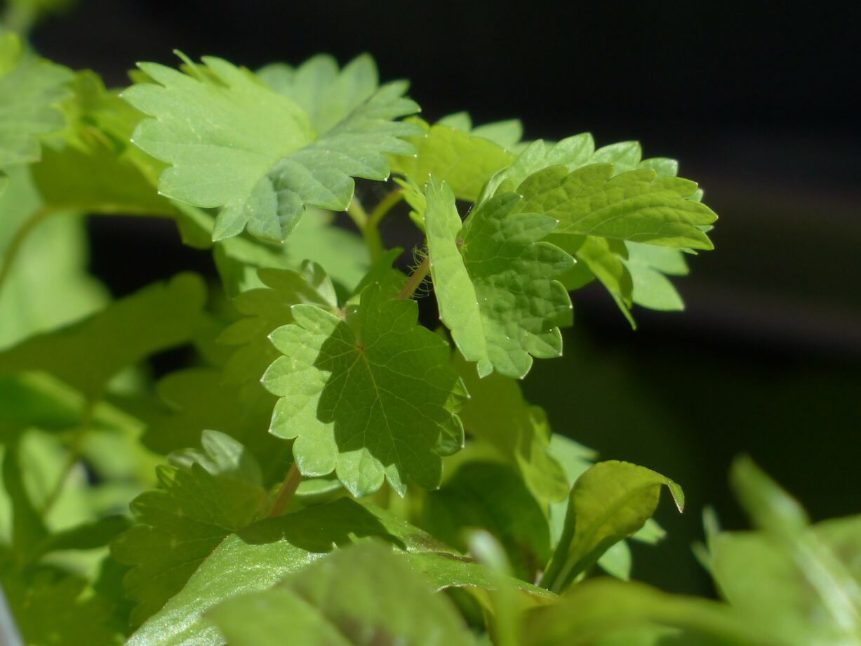 pimpinella benefici