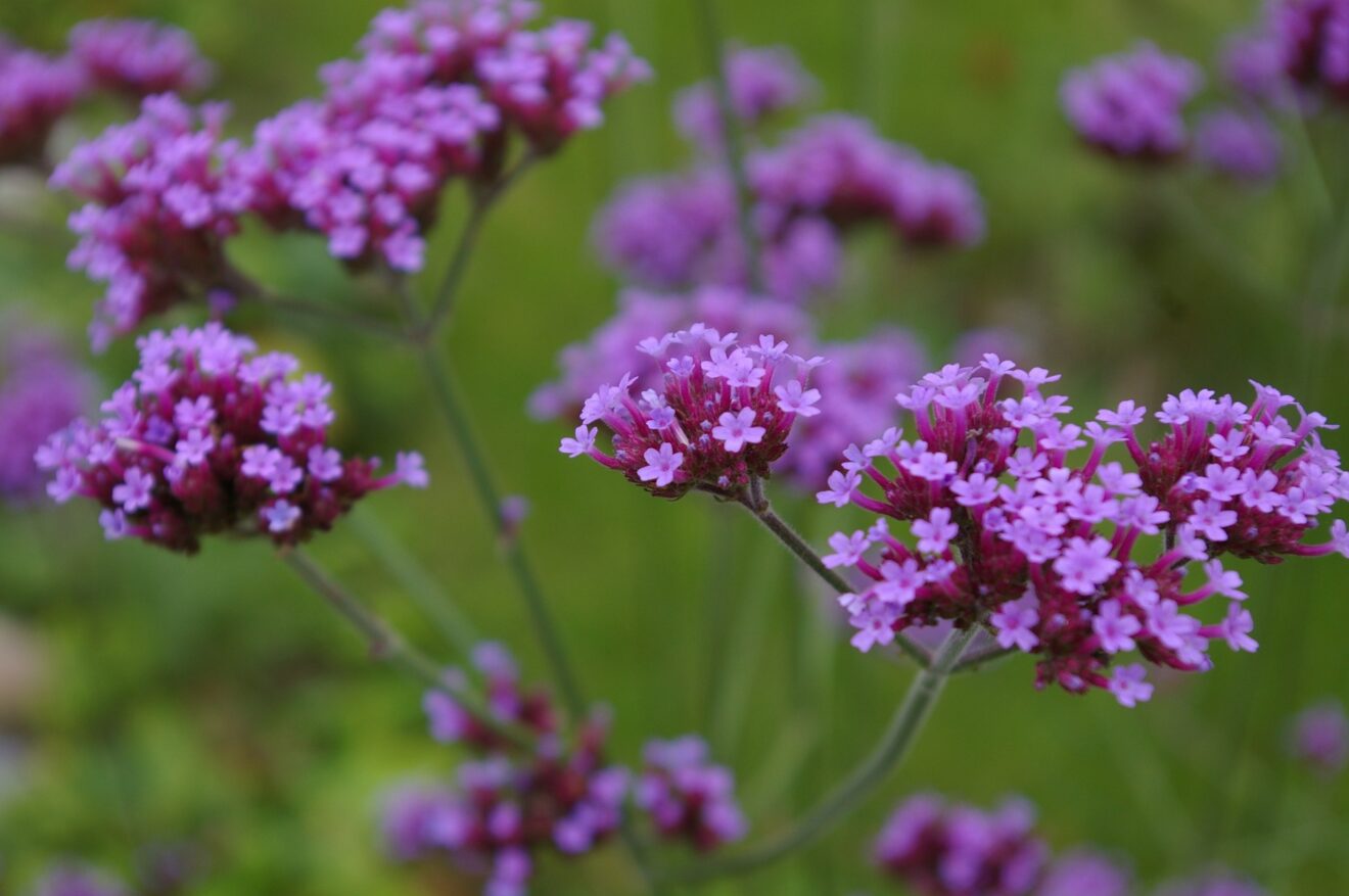 verbena proprietà