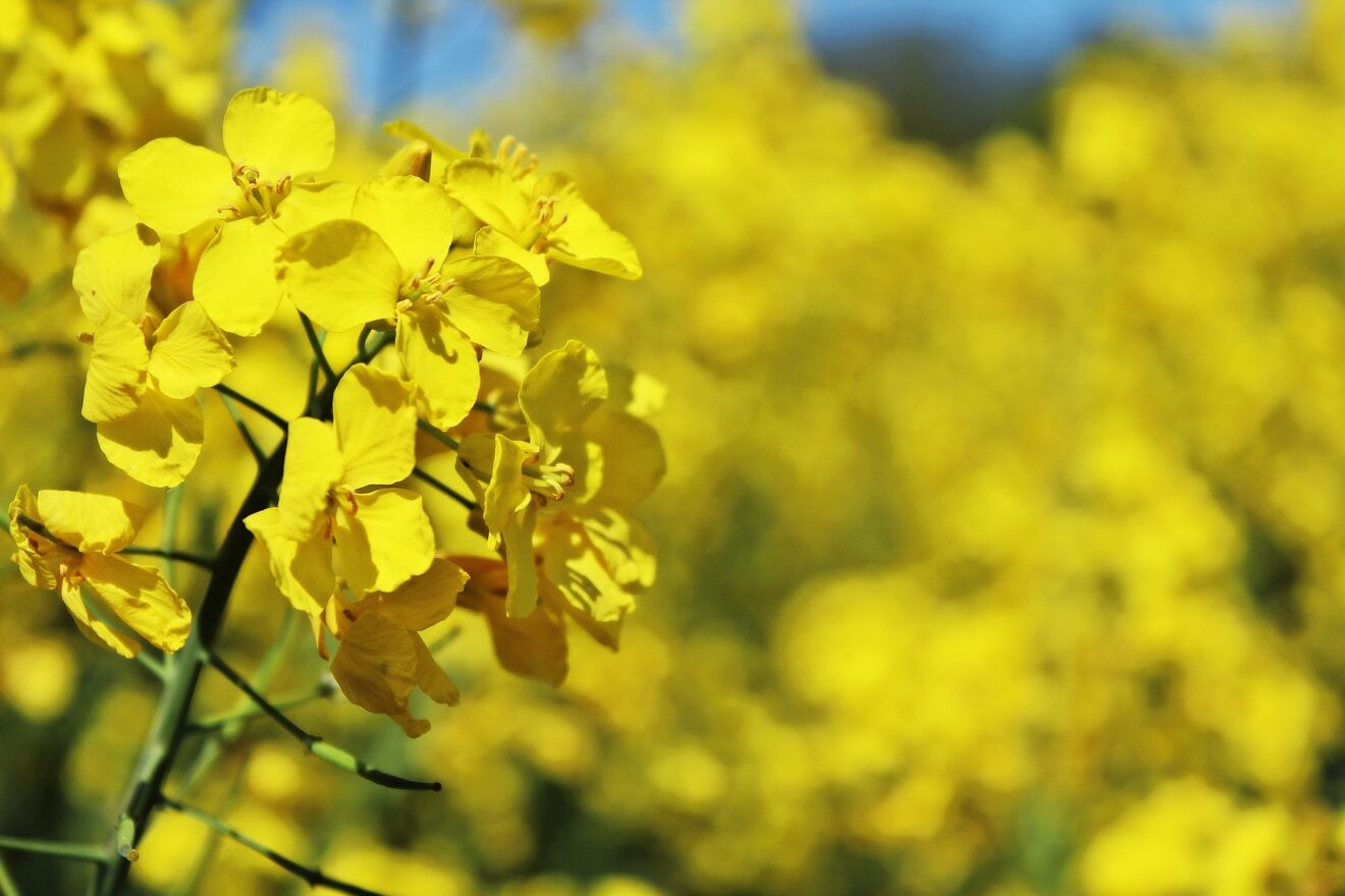 olio di colza proprietà benefiche