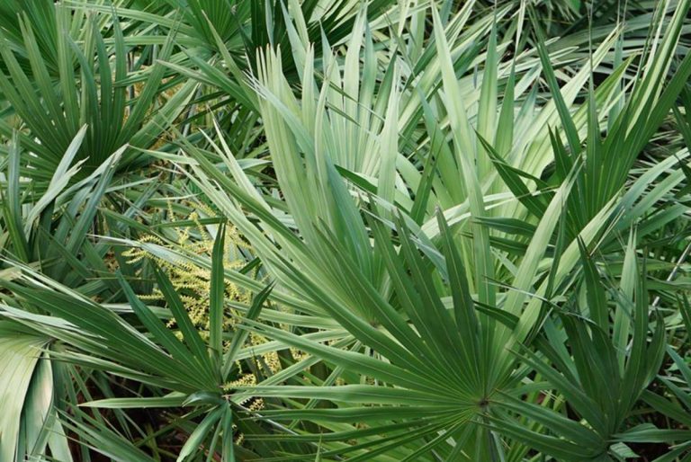 serenoa repens