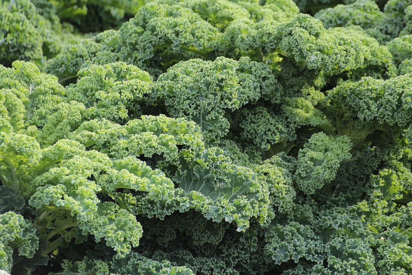 kale benefici