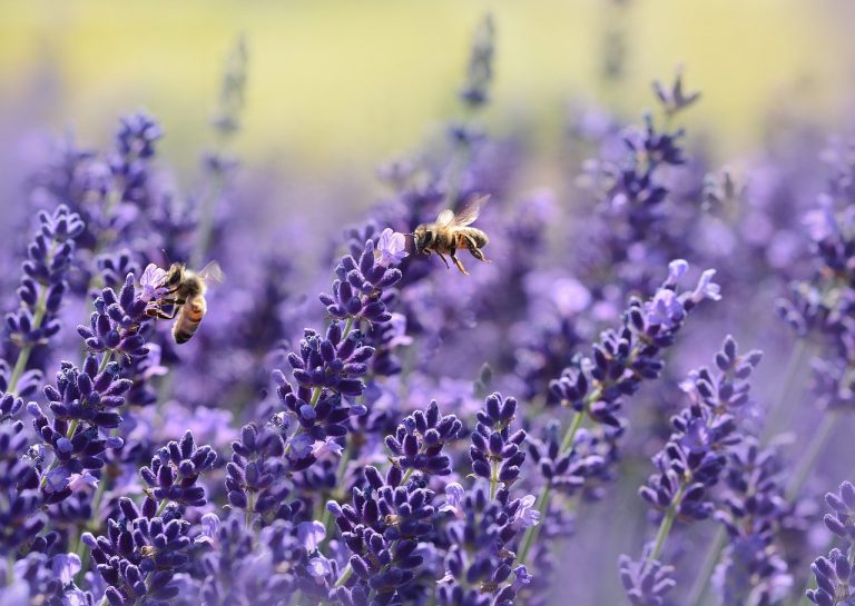 lavanda proprietà