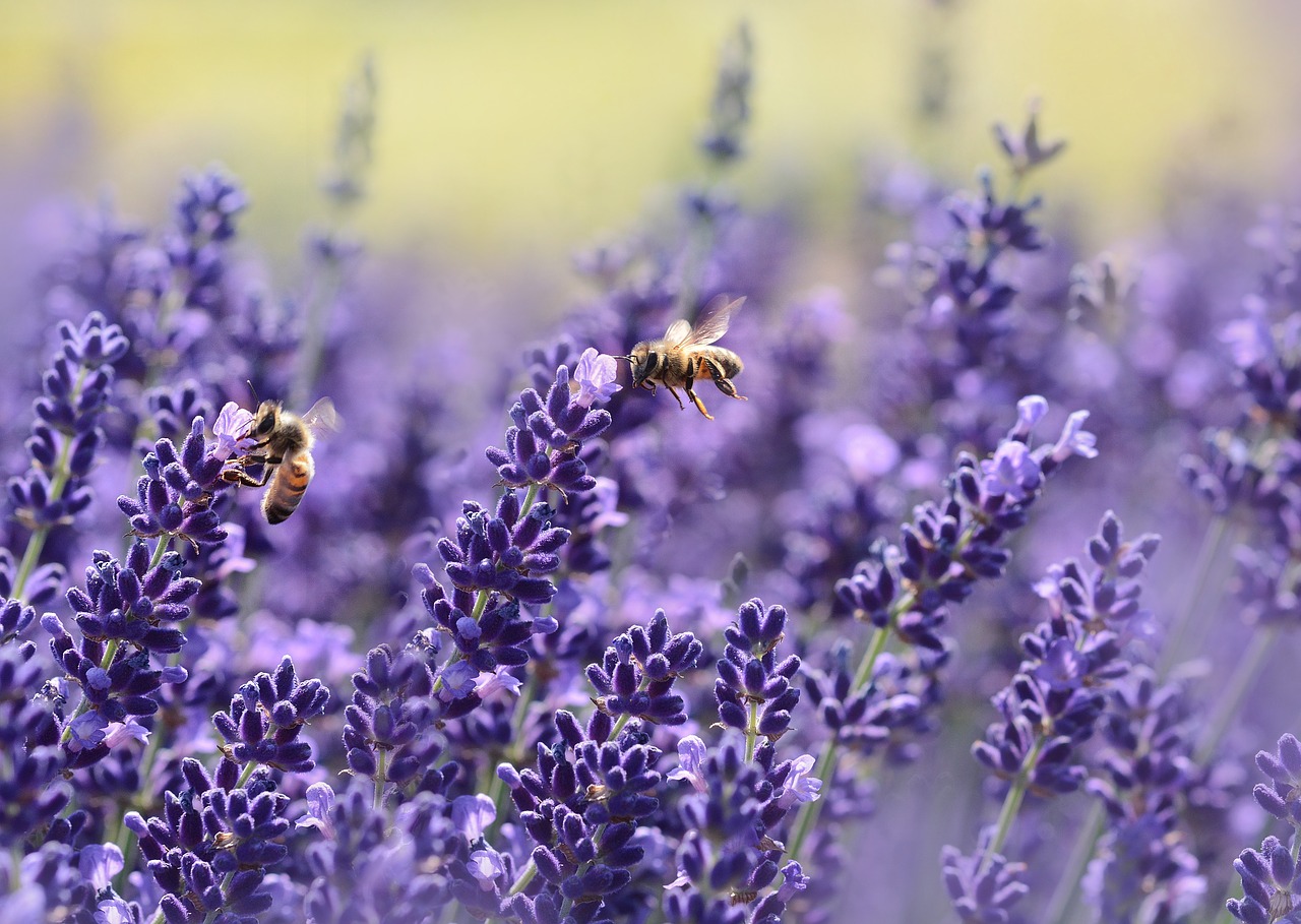 lavanda proprietà