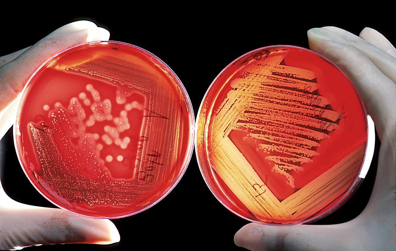 batteri resistenti antibiotici