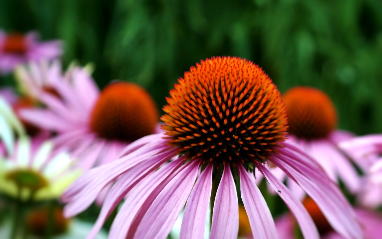 echinacea controindicazioni