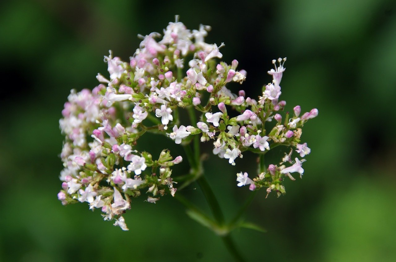 valeriana