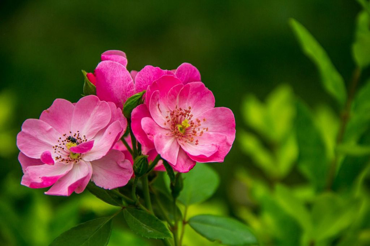 rosa mosqueta proprietà cosmetiche