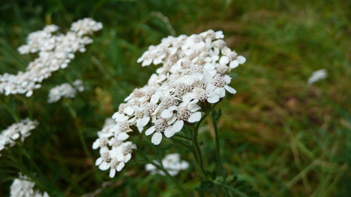 Achillea millefoglie