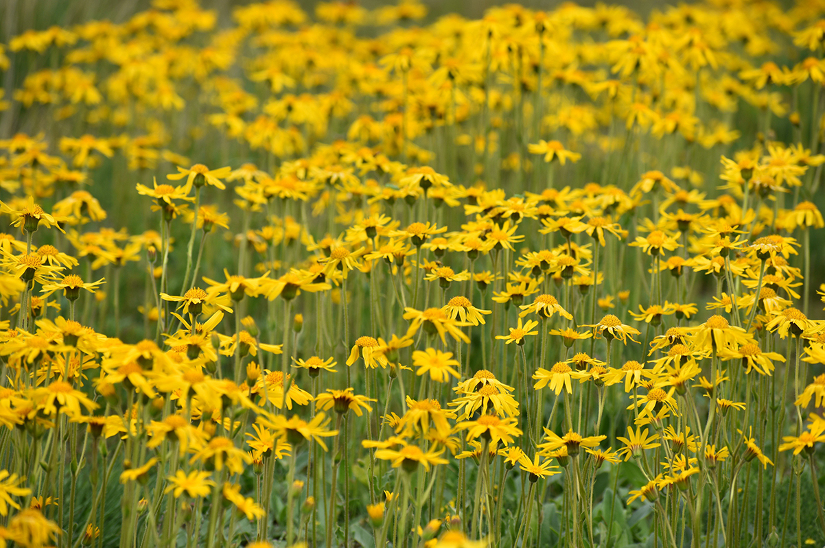 arnica montana benefici