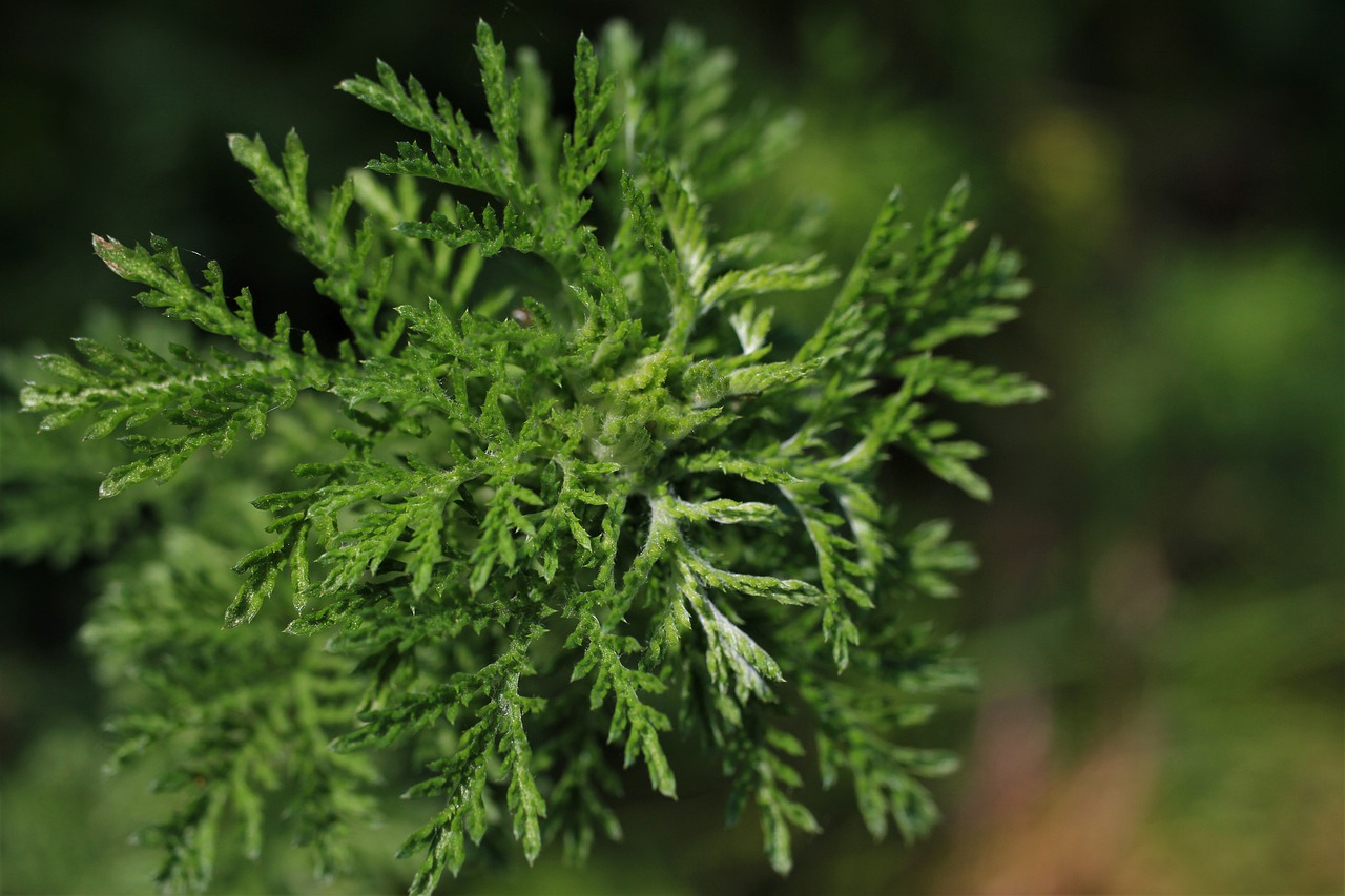 artemisia annua