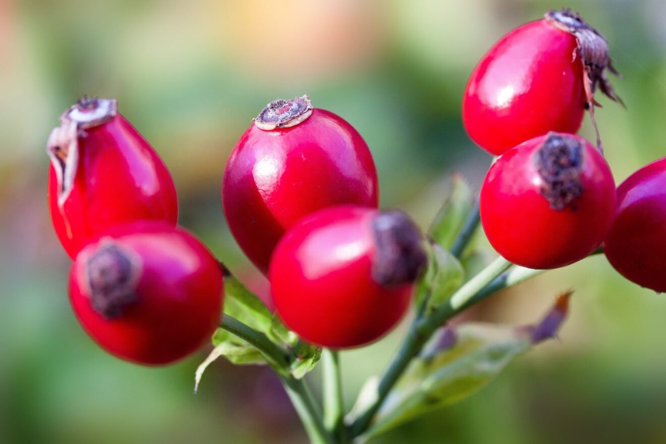 Bacche di rosa canina