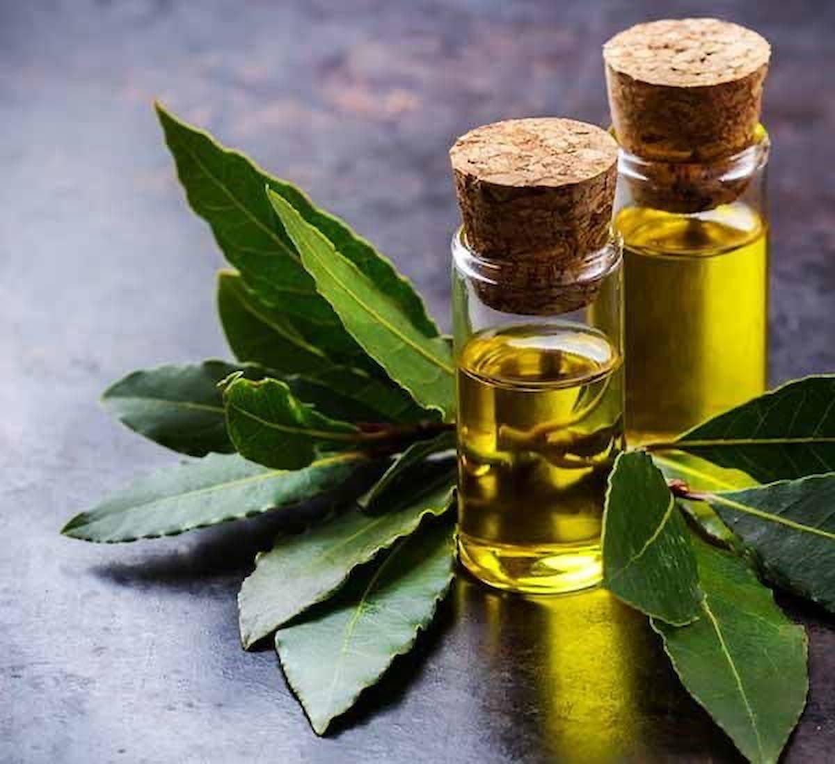 Лавровый лист оливковое масло. Laurel Leaf Essential Oil. Эфирное масло Лавра камфорного. Эфирное масло Лавра благородного.