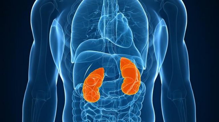 reni funzionano correttamente