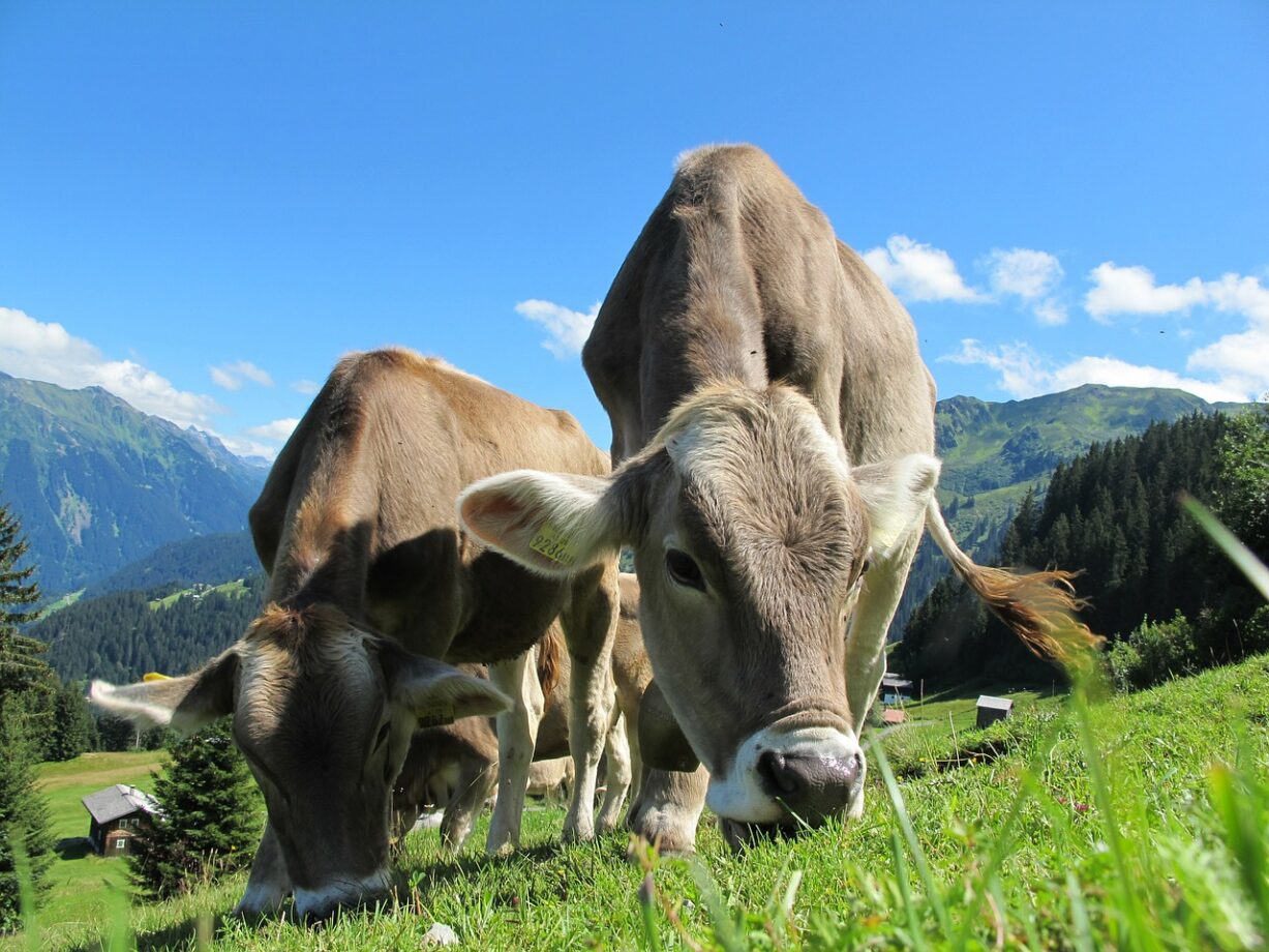 alimentazione impatto ambientale