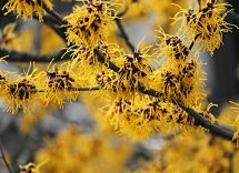 amamelide proprietà pelle