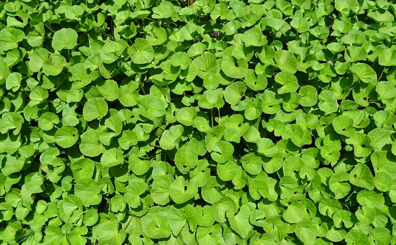 centella asiatica benefici