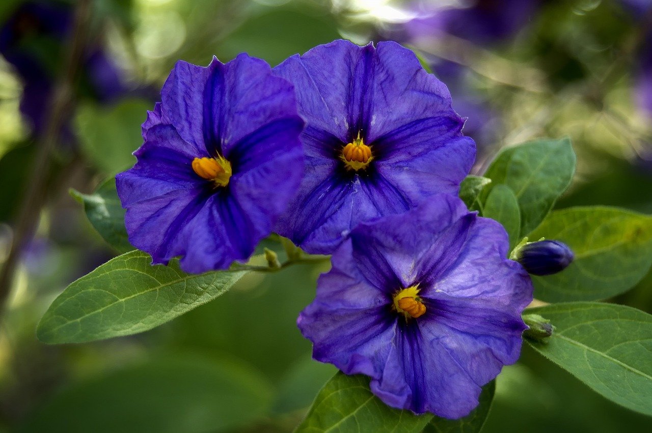 genziana benefici