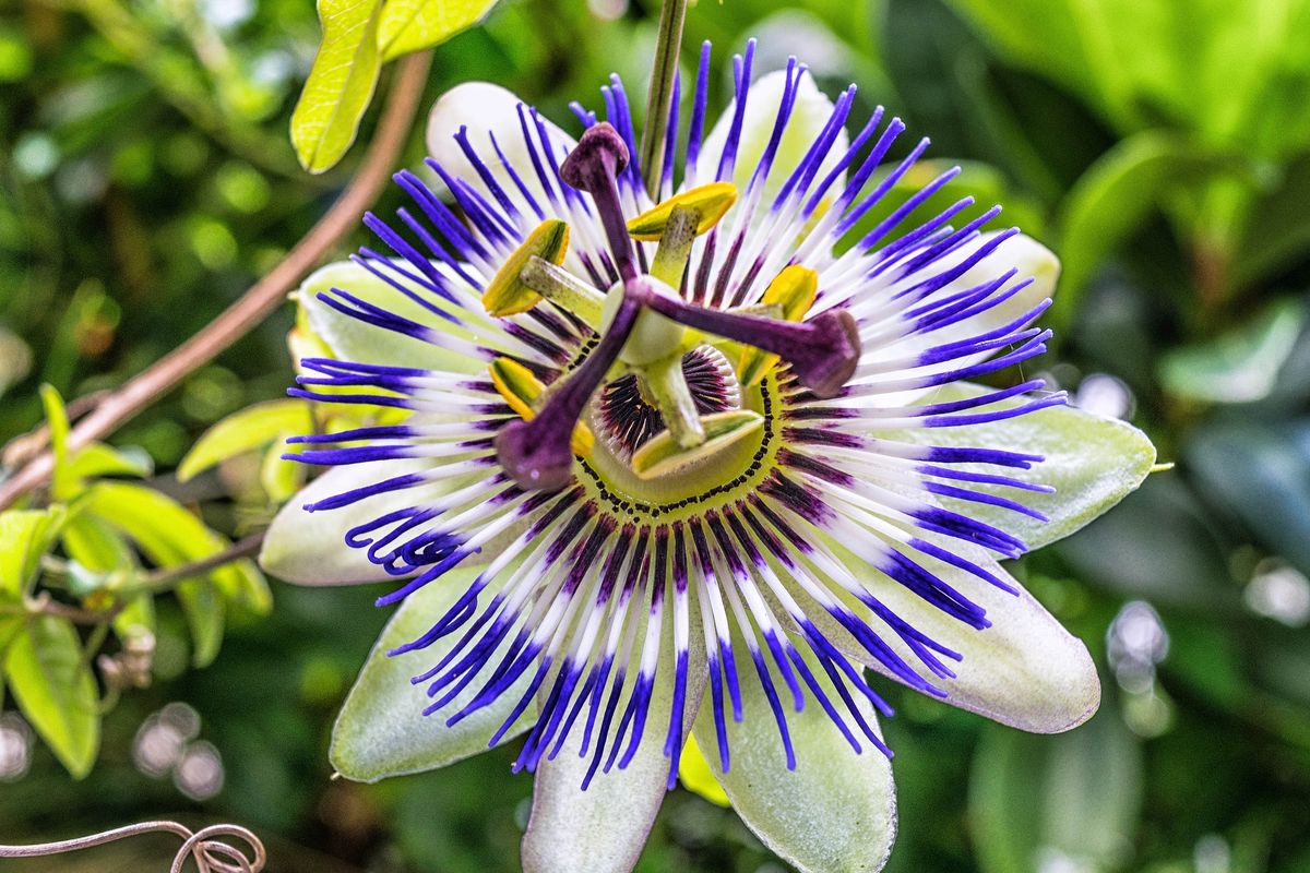 passiflora proprietà