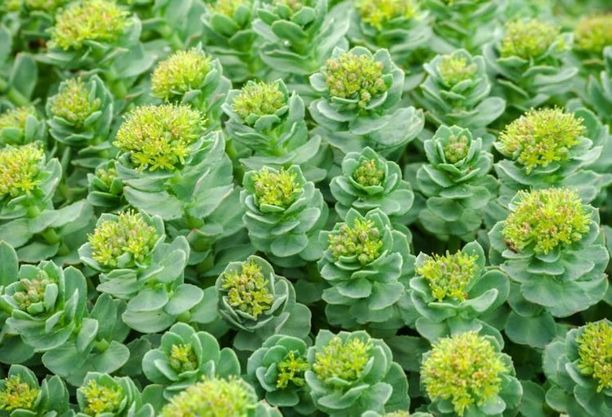 rhodiola rosea