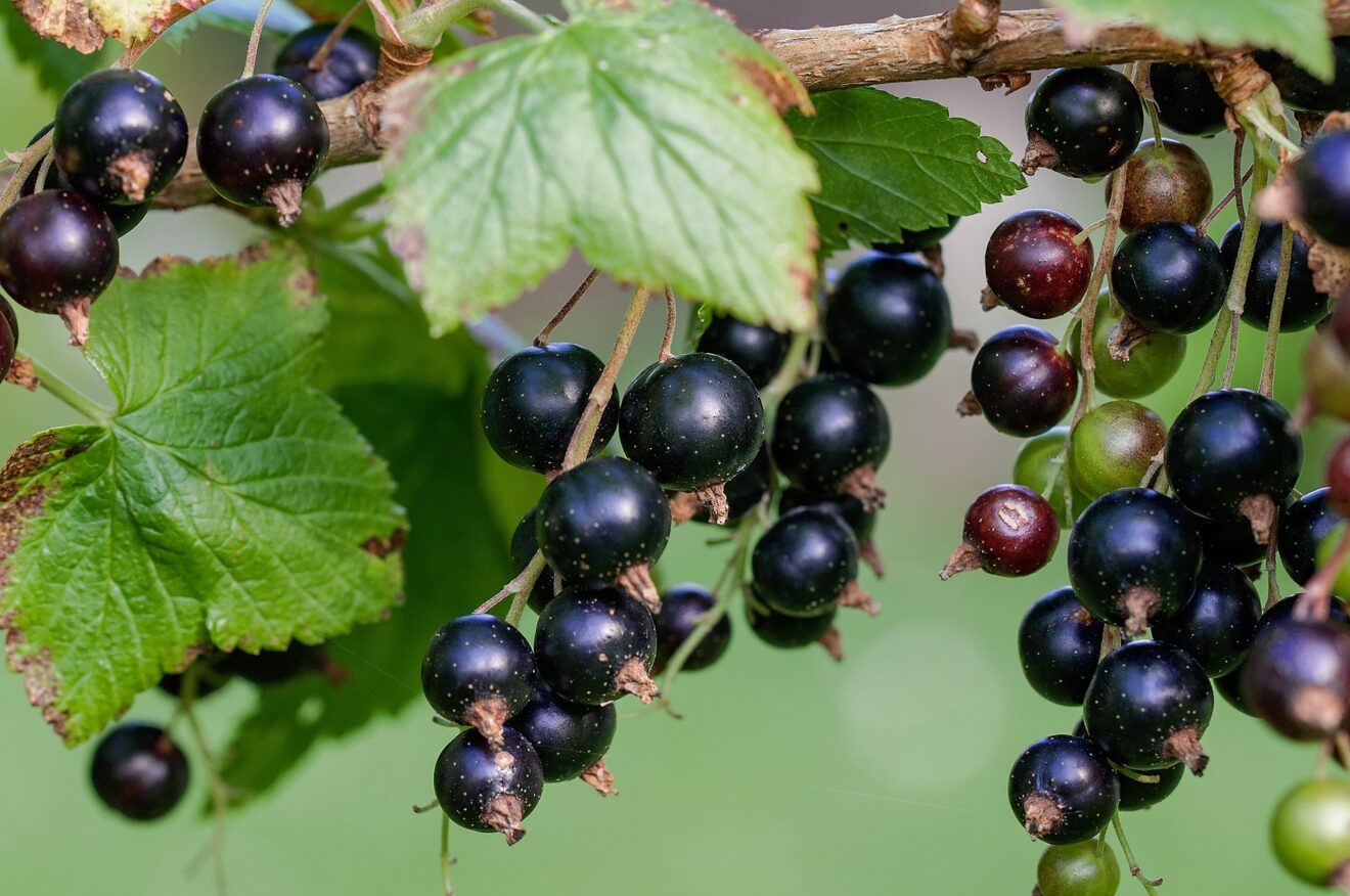 ribes nero proprietà