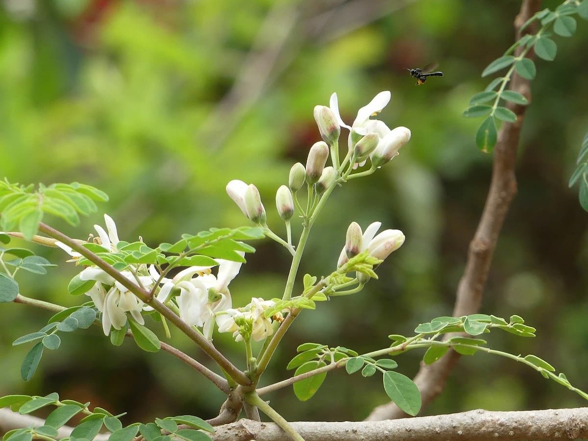 moringa