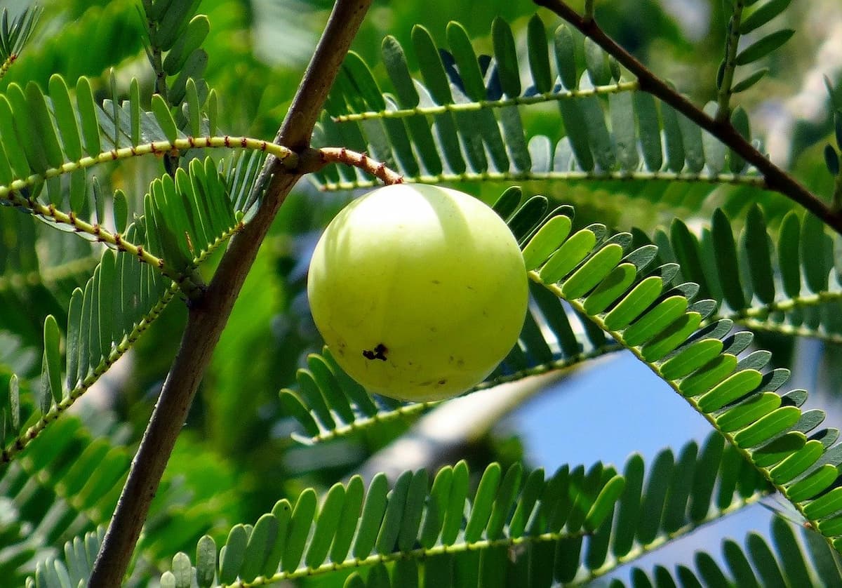 olio amla capelli bianchi