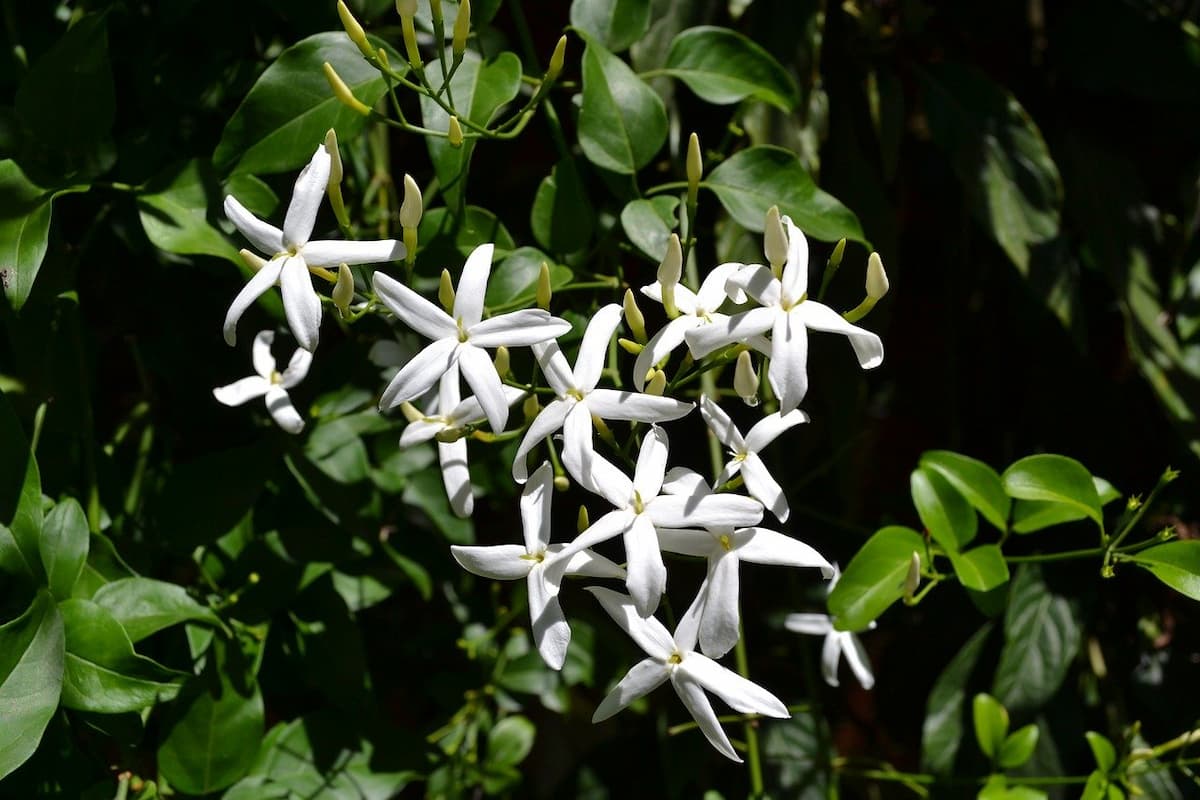 olio essenziale gelsomino