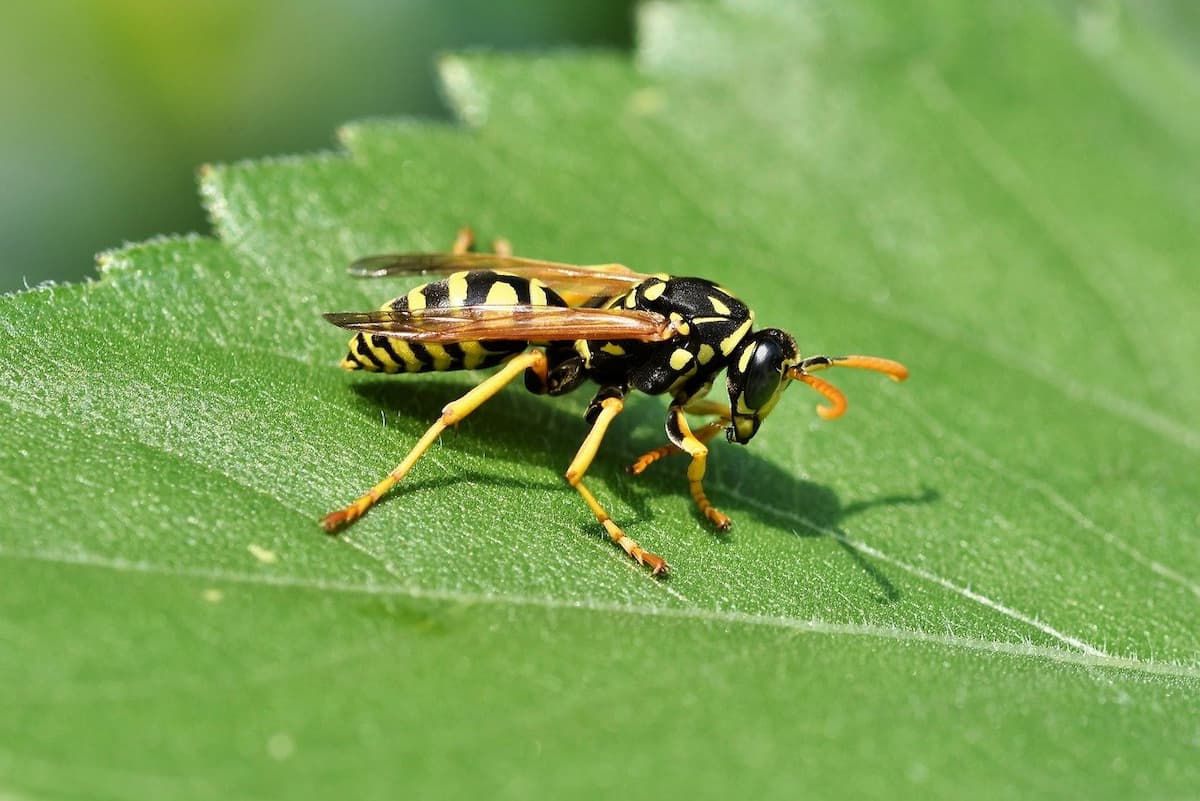 rimedi naturali punture vespa