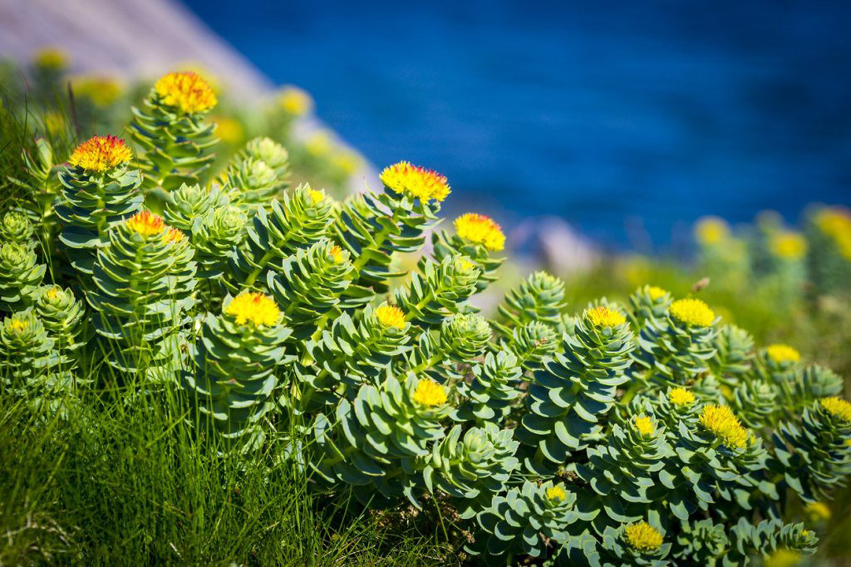 tisana Rhodiola