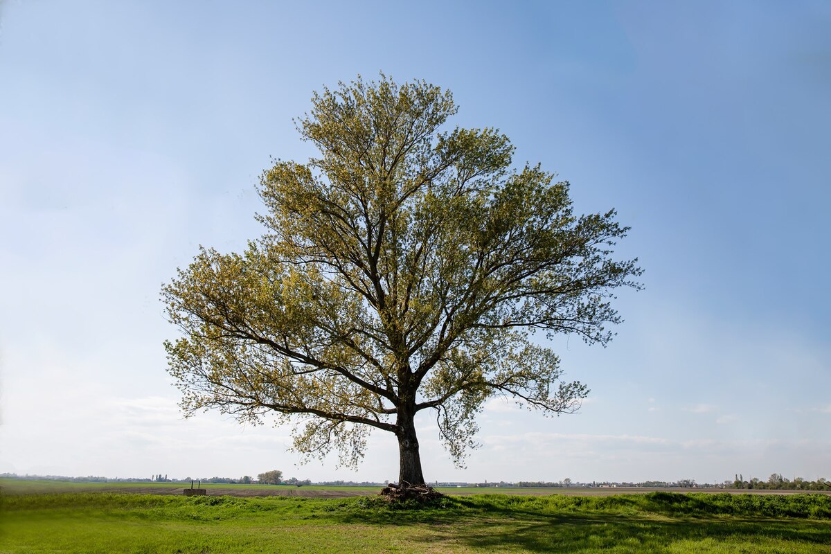 Salix alba