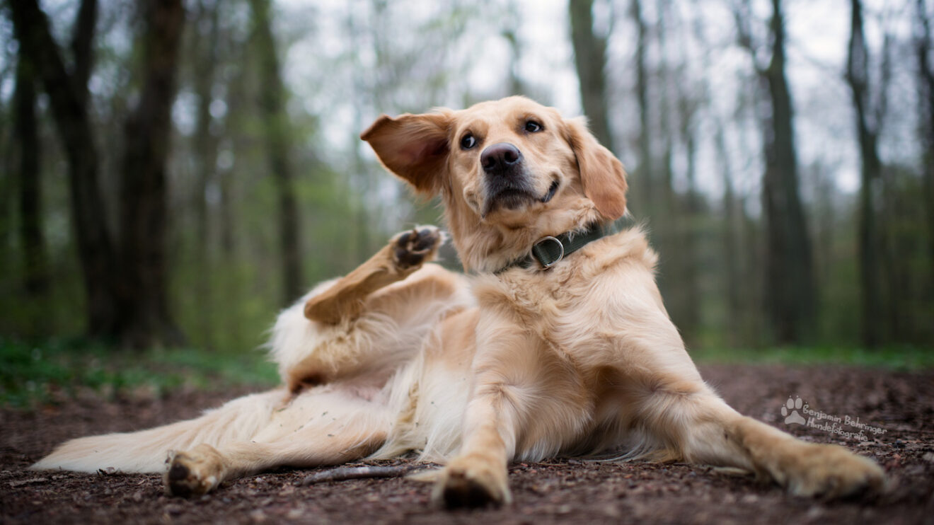 Antizecche cani naturale.