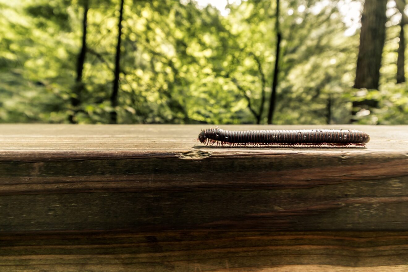 Scutigere in casa: come allontanarle senza pesticidi