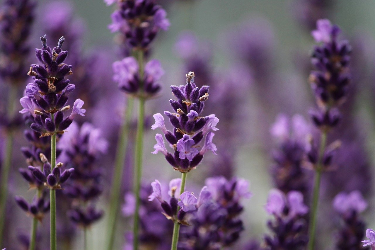 tisana lavanda insonnia