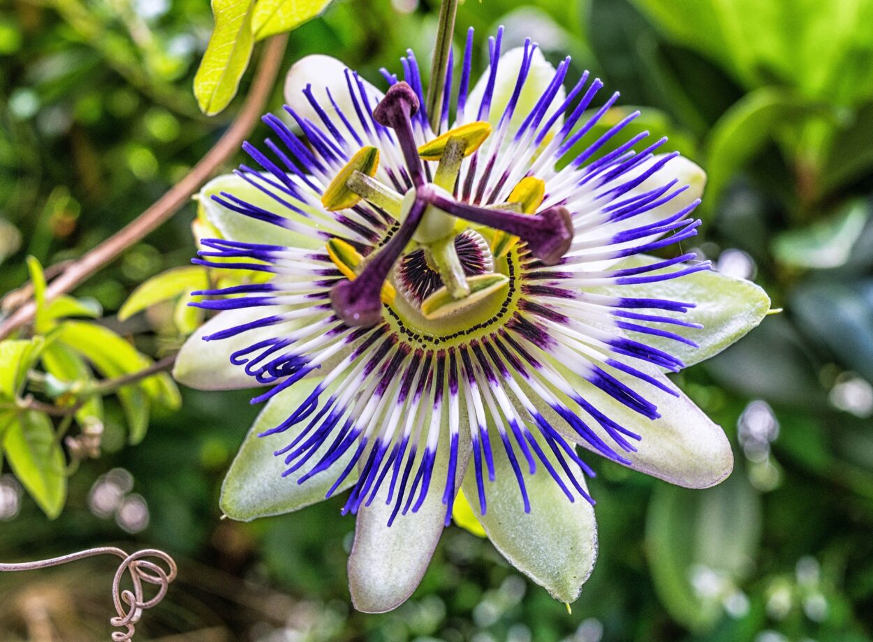 tisana passiflora