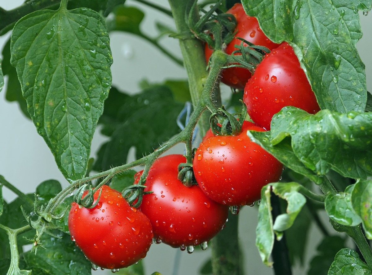 Pomodori e benefici