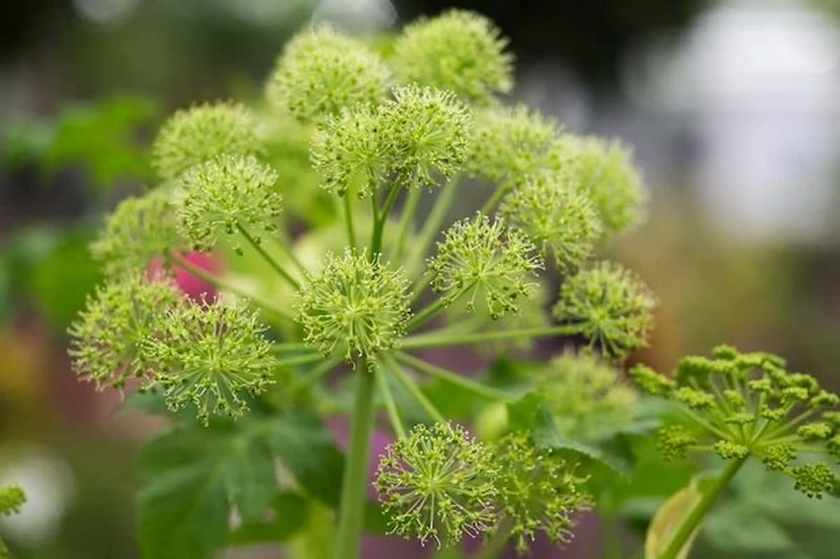 angelica archangelica