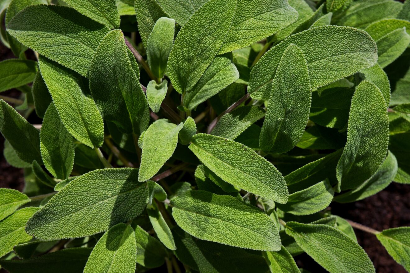 salvia