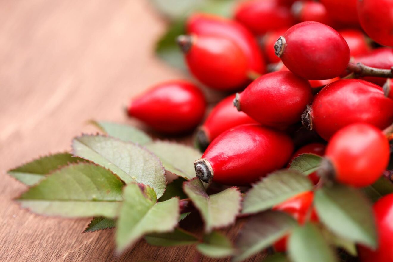 rosa canina proprietà e benefici