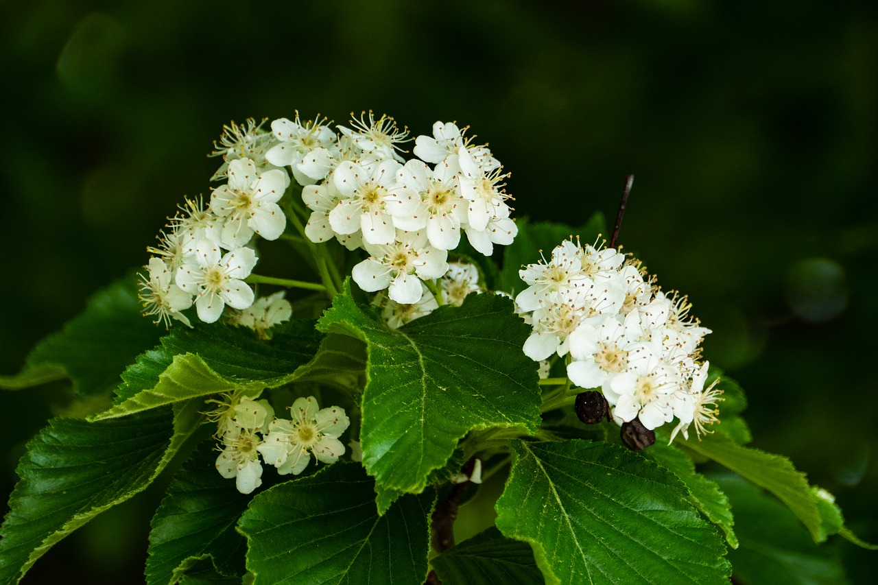 spirea ulmaria