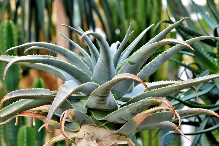 sciroppo agave