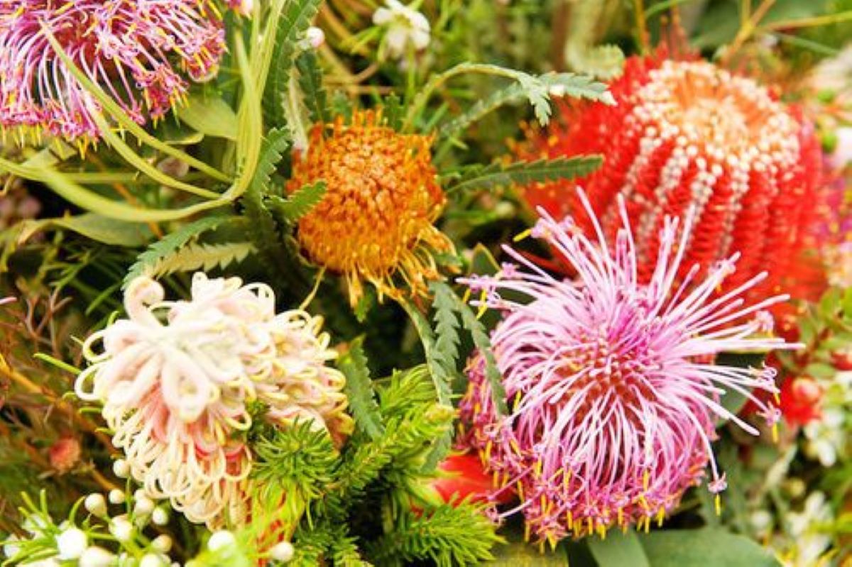 Dimagrire con le essenze dei fiori australiani