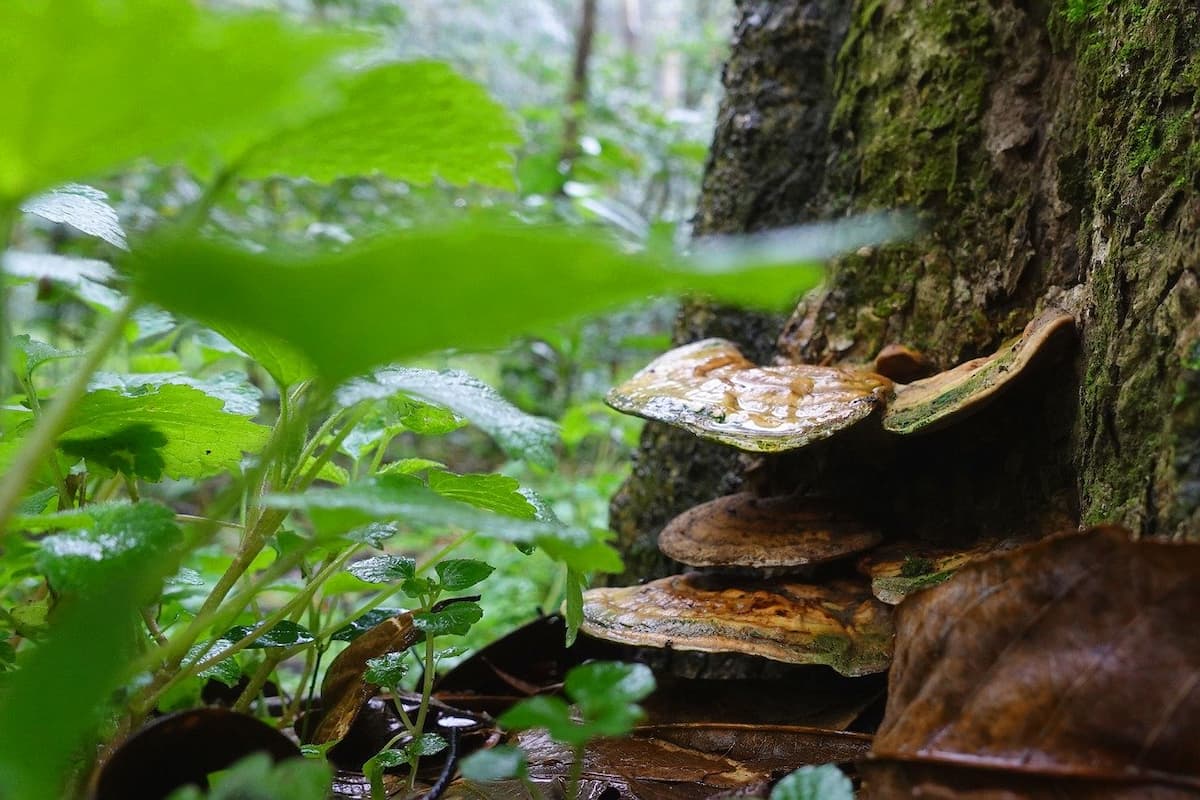 ganoderma