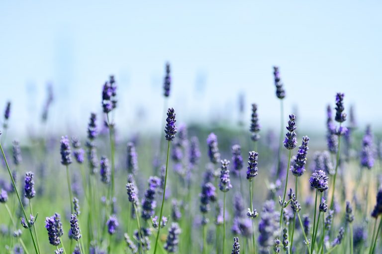 lavanda